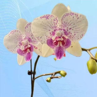 花火蝴蝶兰农科院新品 蝴蝶兰蜡质大舌头好看花期长港谷兰业