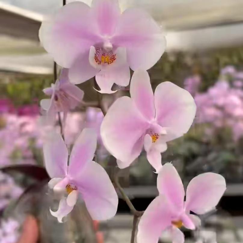 【Tkb山采杂交虎斑西】2.5寸蝴蝶兰苗  基地直发  包对版