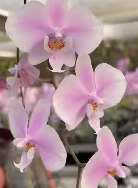 【Tkb山采杂交虎斑西】2.5寸蝴蝶兰苗  基地直发  包对版