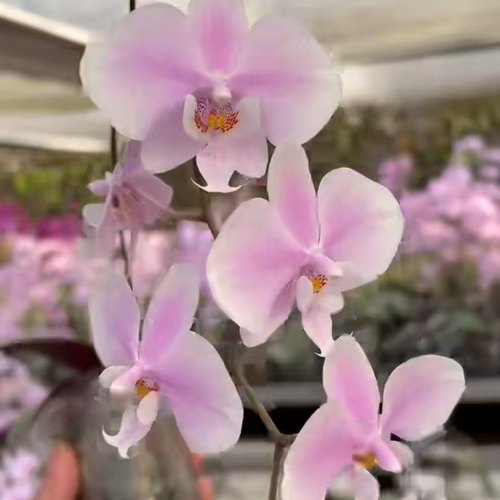 【Tkb山采杂交虎斑西】2.5寸蝴蝶兰苗  基地直发  包对版