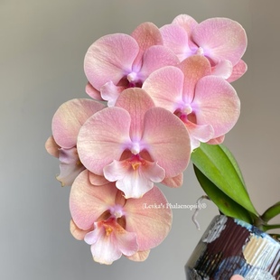 蝴蝶兰【红茶】美丽佳人更炫彩的奶油大舌头 基地直发 包对版