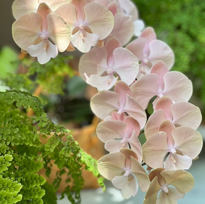 【马卡龙60】蝴蝶兰   大舌头系列仙气飘飘基地直发包对版