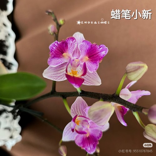 【蜡笔小新出剑苗】丰花系列蝴蝶兰 基地直发 包对版