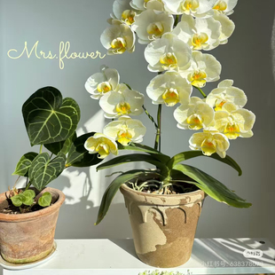 【和鸣金边蕾丝】蝴蝶兰苗 稀缺品种 基地直发包对版