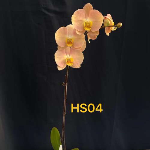 新品首发【HS04】网红款蝴蝶兰苗基地直发包对版包邮