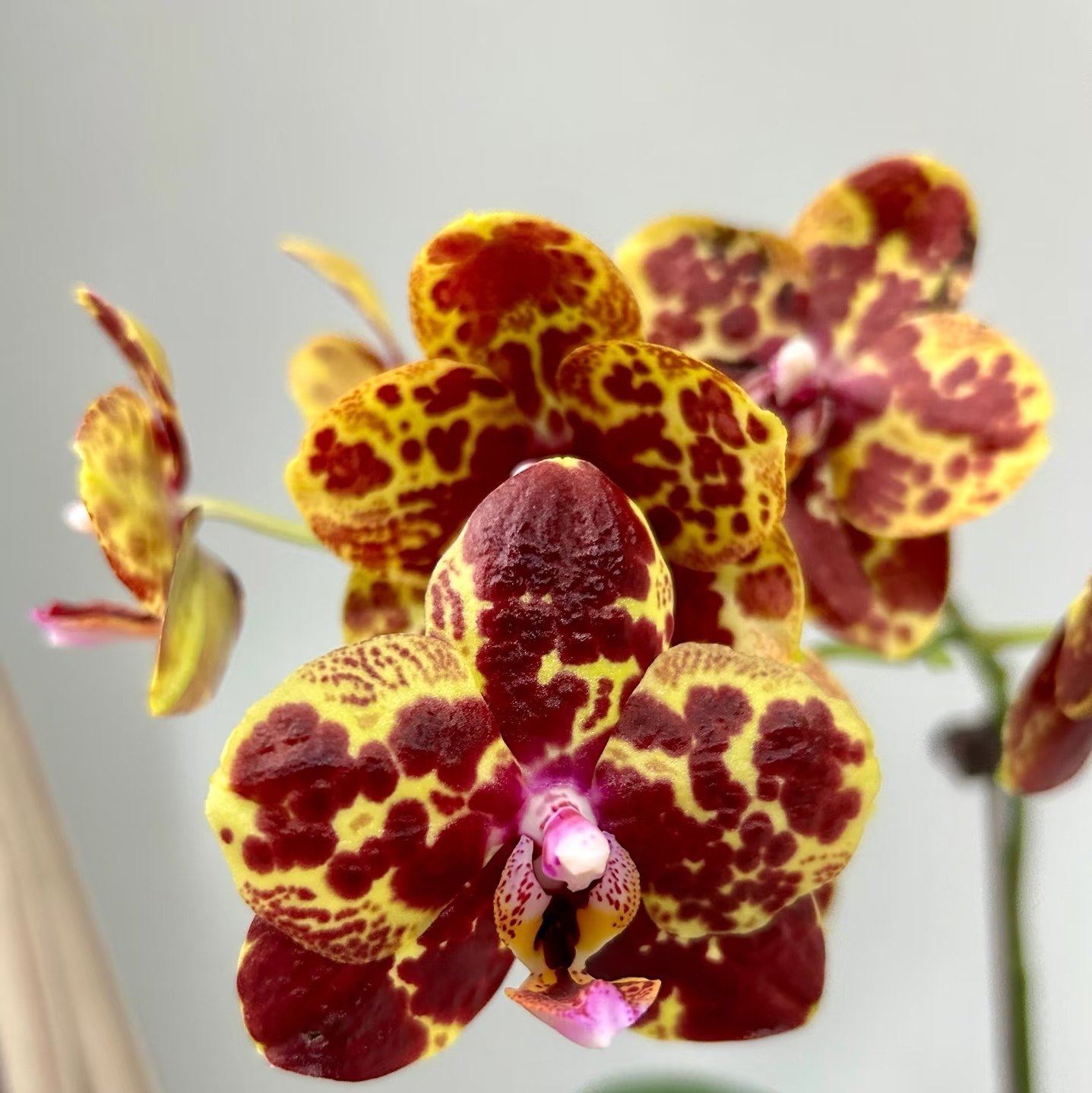 【黄莽出剑苗】蜡纸花型蝴蝶兰基地直发包对版包邮,鲜花速递/花卉仿真/绿植园艺,国兰/杂交兰/洋兰类,淘宝优惠券,粉丝福利购,淘宝优惠卷