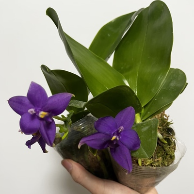 【印地狗】兄弟交 原生蝴蝶兰苗带香  基地直发   包对版