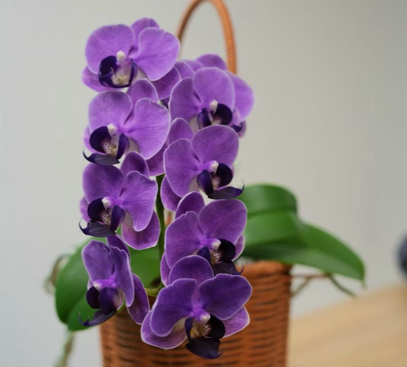 【CX Violet】又名欧品大兰 蝴蝶兰基地直发 CXViolet 深紫