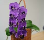 CXViolet Violet 蝴蝶兰基地直发 深紫 又名欧品大兰