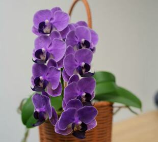 【CX Violet】又名欧品大兰 蝴蝶兰基地直发 CXViolet 深紫