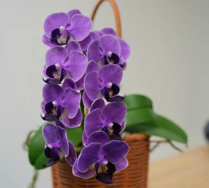 【CX Violet出剑苗】又名欧品大兰 蝴蝶兰基地直发 CXViolet 深紫