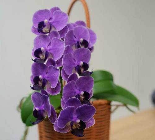 【CX Violet】又名欧品大兰 蝴蝶兰基地直发 CXViolet 深紫