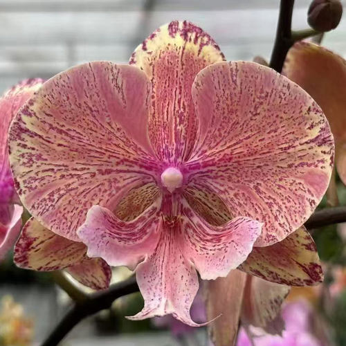 769焰火五花肉大舌头蝴蝶兰台湾原厂蝴蝶兰包对版港谷兰业