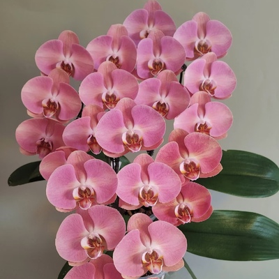 蝴蝶兰【大鲑鱼】3.5寸大杯大苗基地直发包对版