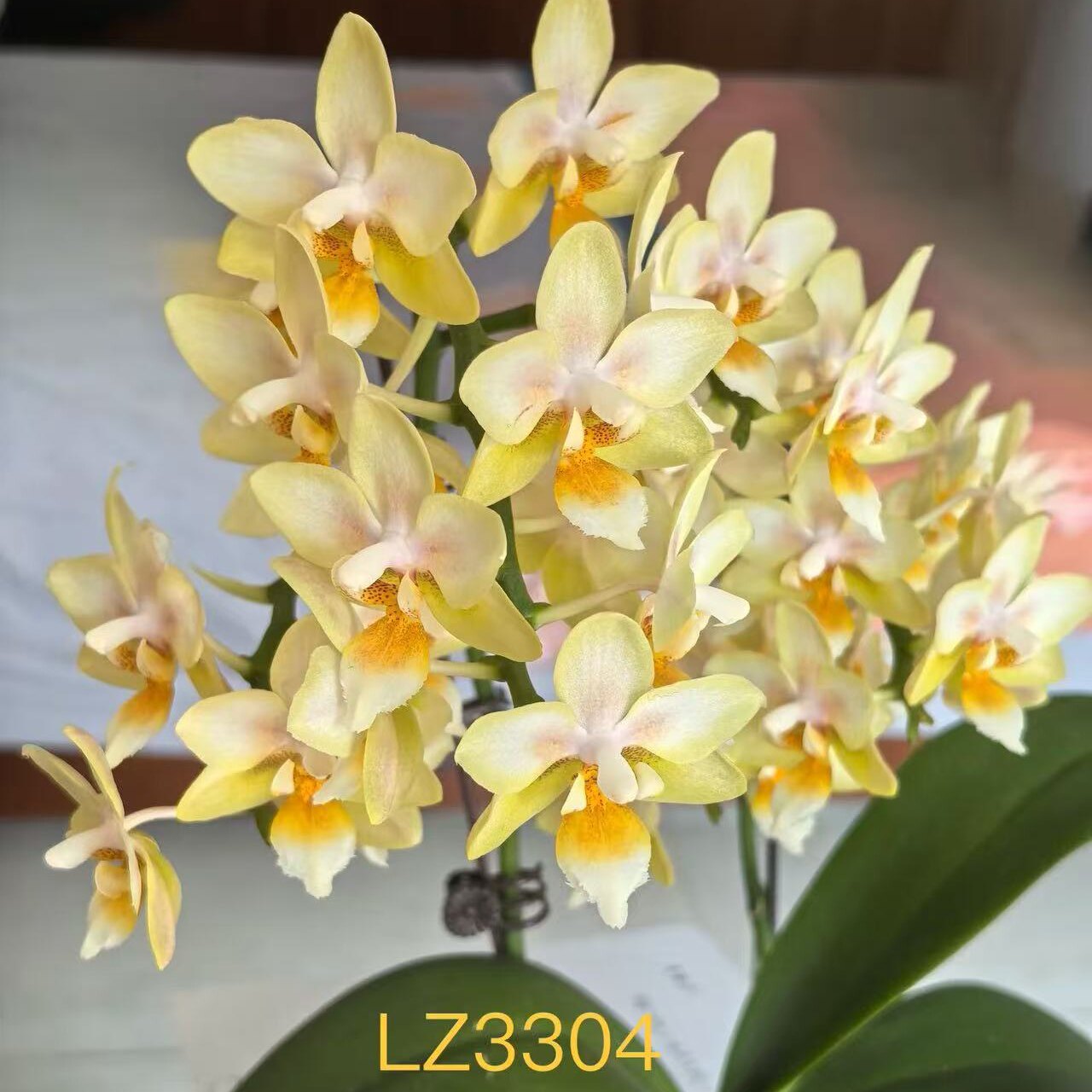 （台湾小香花）【魅力雪顶】LZ3304蝴蝶兰苗稀有品种包对版包邮