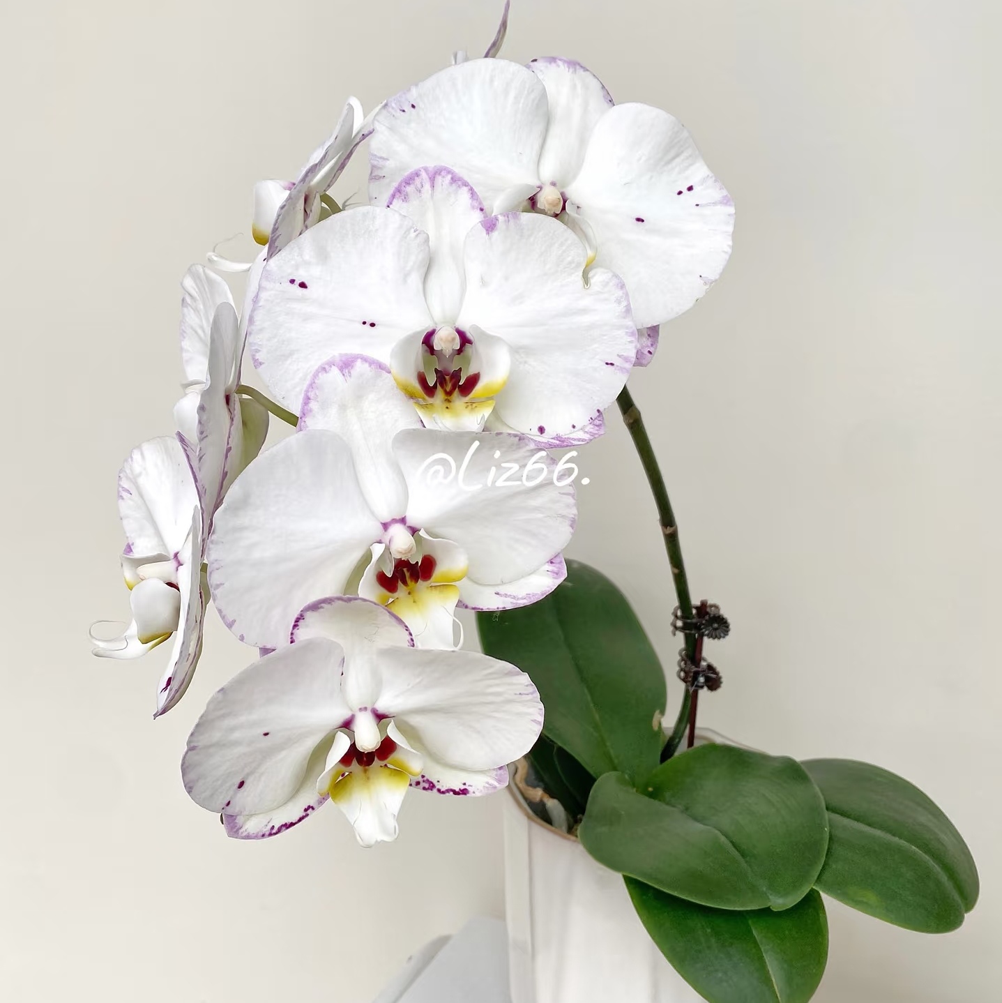 【水墨江南】3.5寸大杯大苗稀有色系蝴蝶兰 基地直发包对版