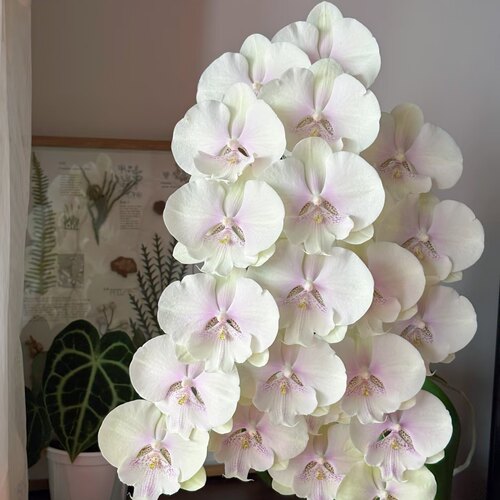 新品【东骏  柠檬果茶】蝴蝶兰苗基地直发包对版包邮