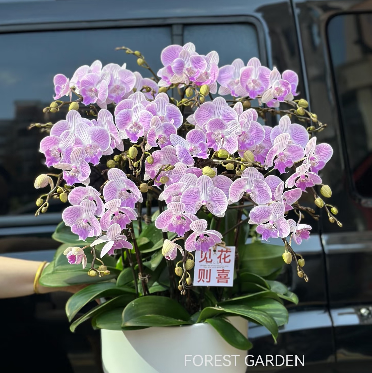 龙兰5.0寸【虞美人双苗出剑苗】蝴蝶兰5-6剑   基地直发  包对版