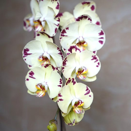 【金雕】有一定反祖率 大花型蝴蝶兰3.5寸苗基地直发包对版