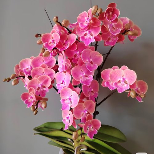 【唯美   5618出剑苗】3.5寸大杯大苗 包对版 基地直发 包邮