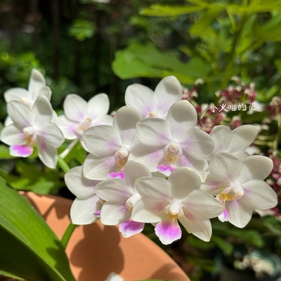 【SWR雪花】蝴蝶兰苗  湾湾原厂 基地直发 包对版