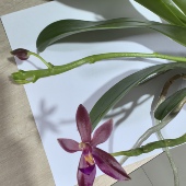 原生蝴蝶兰 蓝色贝丽娜交红鹿角 3.5寸大杯大苗出剑苗