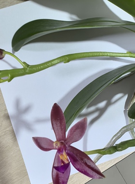 原生蝴蝶兰【蓝色贝丽娜交红鹿角】3.5寸大杯大苗出剑苗