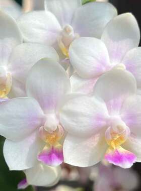 SWR雪花苗子 港谷兰业包对版稀有品种小花型数量有限