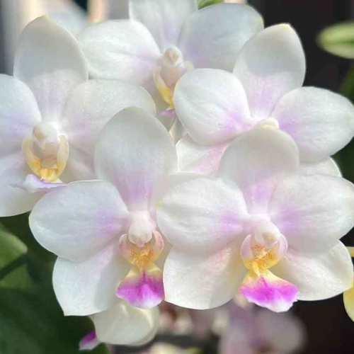 SWR雪花苗子 港谷兰业包对版稀有品种小花型数量有限