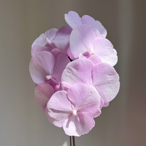 【粉色曼哈顿出剑苗】又名粉曼3.5寸大杯大苗稀有蝴蝶兰包对版