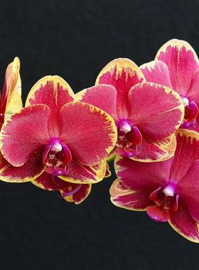 金边吉祥3.5寸超大苗爆根喜欢大苗子别错过有概率没闪边港谷兰业