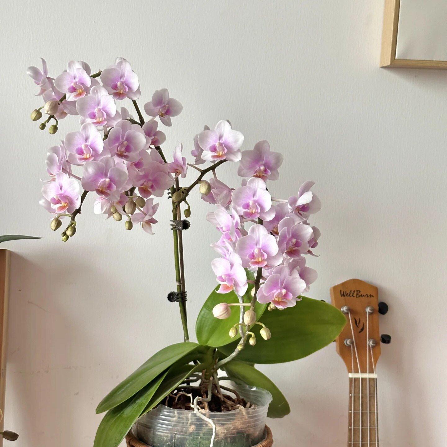 【coco蝴蝶兰】小花丰花型2.8寸苗基地直发包对版包邮