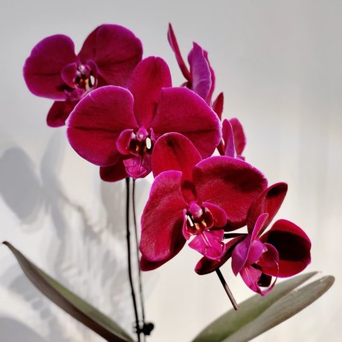 【牛记黑脸出剑苗】3.5寸大杯大苗爆根蝴蝶兰 基地直发包对版包邮