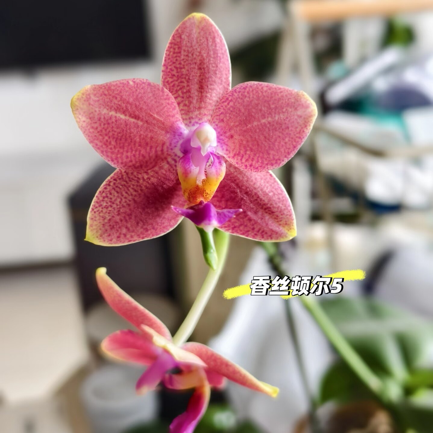 【香丝顿尔5】超级香的一款蜡纸小香花蝴蝶兰苗