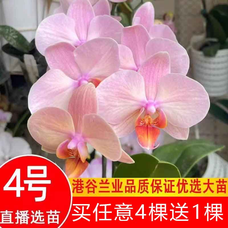 港谷蝴蝶兰业4号集合花卉苗508黄桃之梦星月0783哈根达斯蜜桃雪山