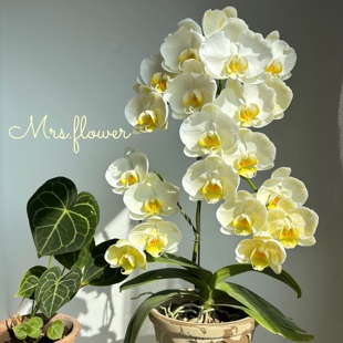 和鸣【金边蕾丝】1.7寸蝴蝶兰苗 基地直发包对版包邮