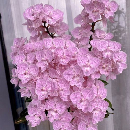 蝴蝶兰【樱花】   基地直发  包对版包邮