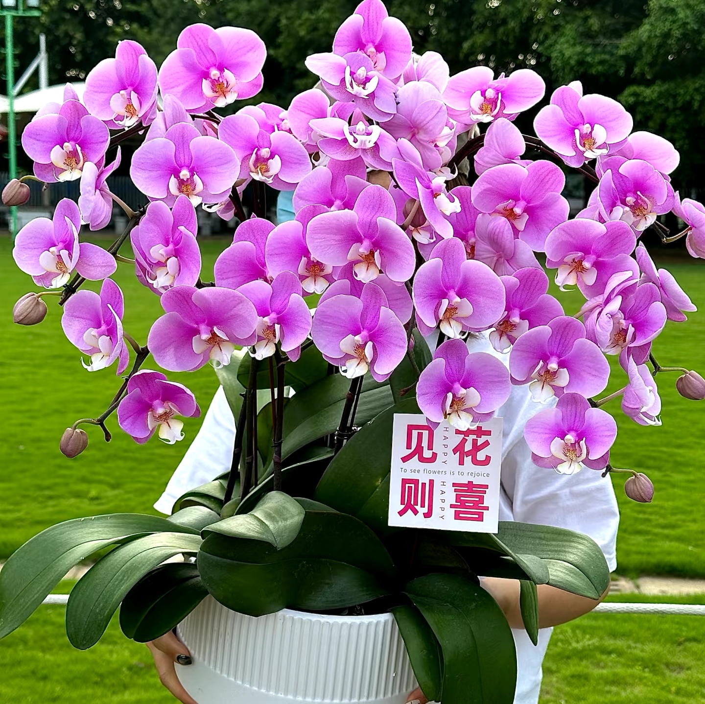 港谷蝴蝶兰花卉兰花精品大苗