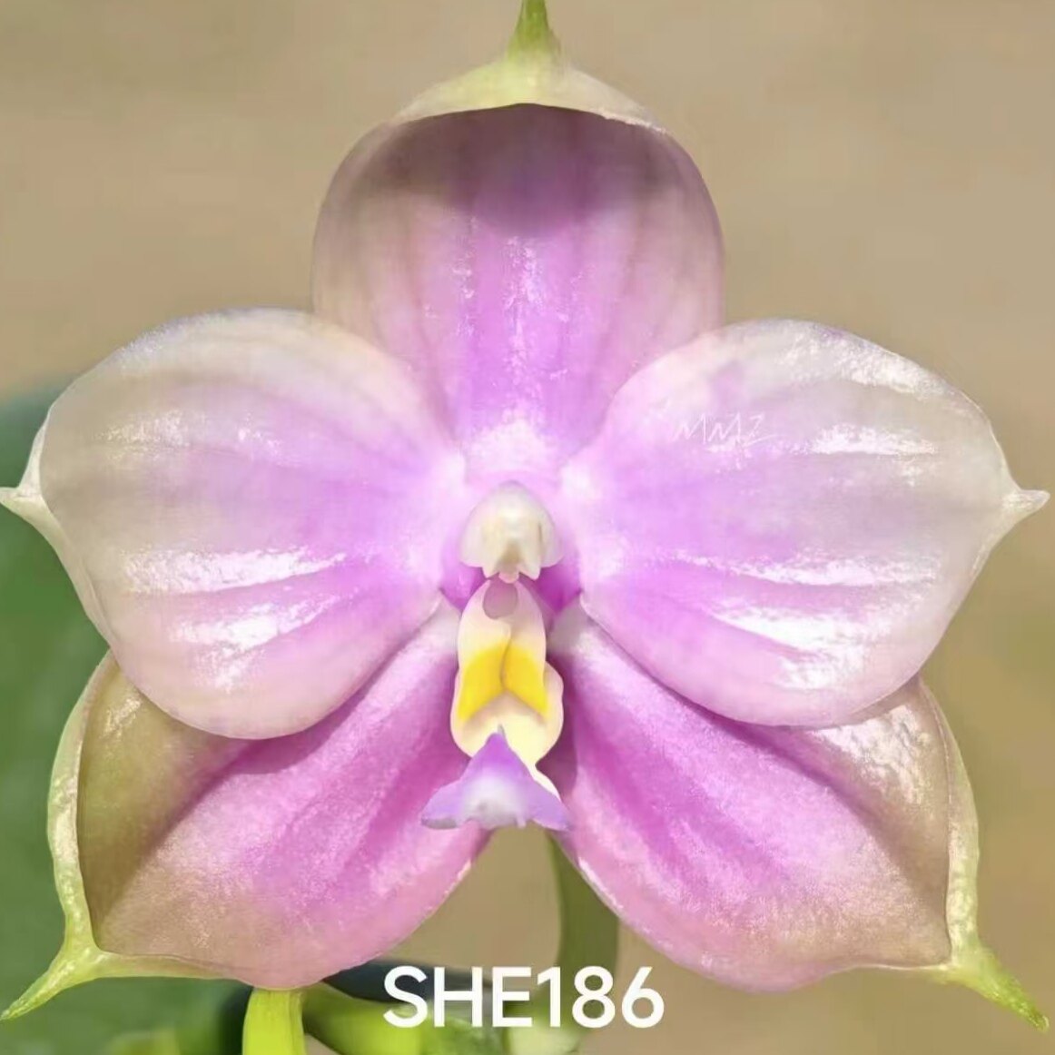 【胭脂雪带香】新品1.7寸苗超蜡质花蝴蝶兰苗基地直发包对版