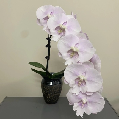 【超群1400】 大舌头稀有品种蝴蝶兰山东基地直发包对版