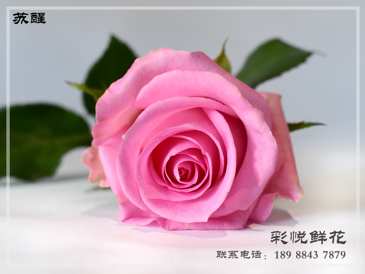 【苏醒玫瑰】昆明基地 粉红玫瑰婚庆装饰玫瑰鲜切花