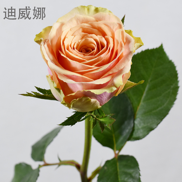 【迪威娜 香槟玫瑰】昆明鲜花 居家装饰 香槟蜜桃雪山鲜切花