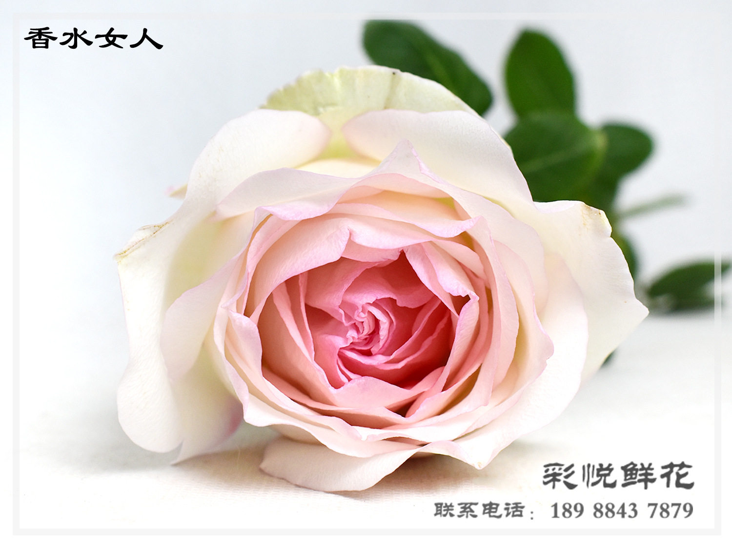 【香水女人玫瑰】云南基地直供玫瑰花婚礼庆典送礼 玫瑰鲜花