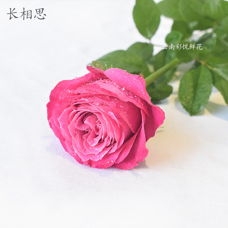 【长相思】云南基地鲜切花 爱情玫瑰花婚庆装饰节日鲜花