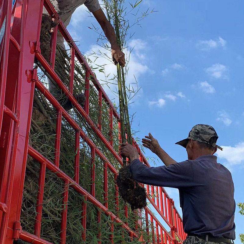 基地竹子树苗青皮竹苗 早园竹  毛竹苗 刚竹品种齐全绿化庭院