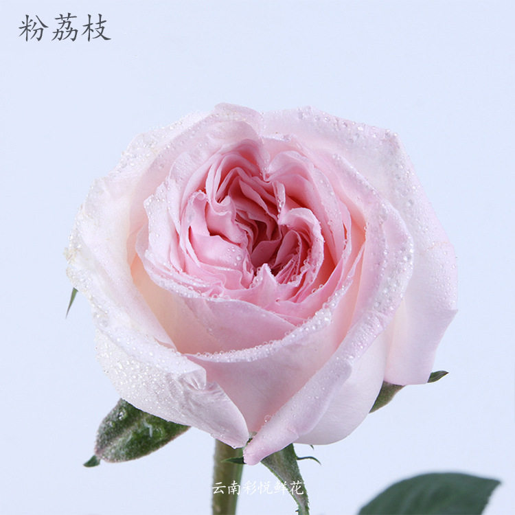 【粉荔枝】云南昆明鲜花 新鲜玫瑰花居家装饰 有香味玫瑰鲜花