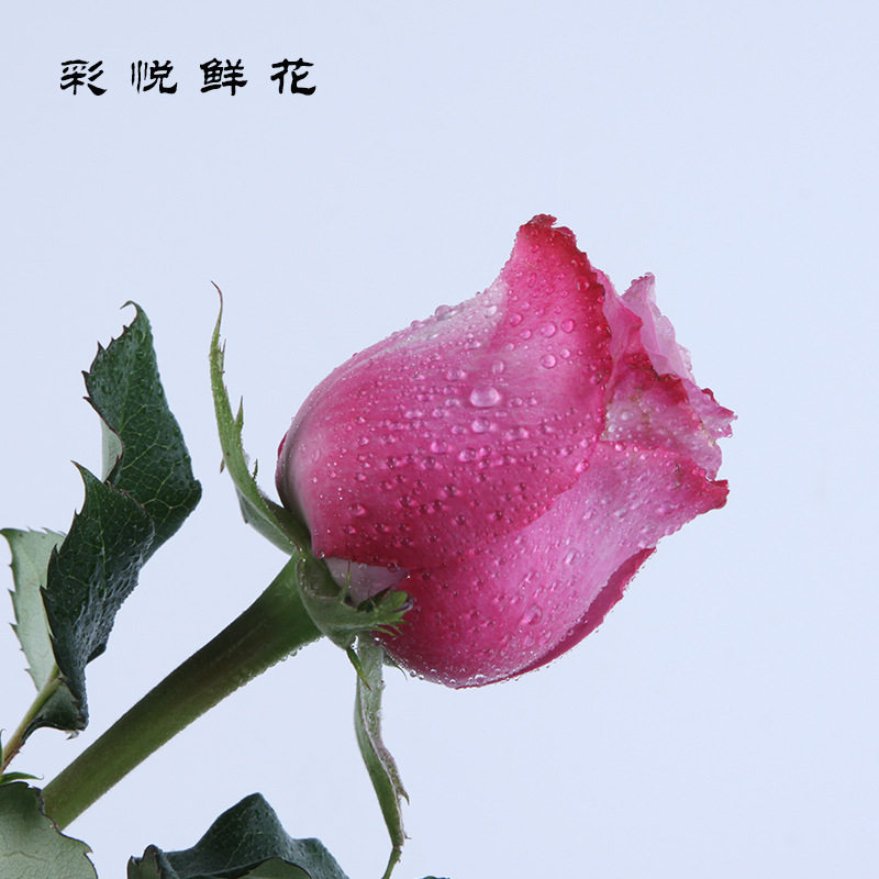 【魅影玫瑰】云南昆明鲜花植物室内外插花居家装饰品花卉送礼