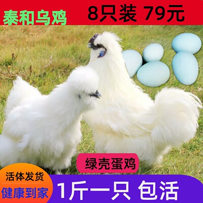 一斤白乌鸡泰和乌鸡脱温鸡半斤乌鸡苗绿壳蛋鸡苗乌骨鸡白凤乌鸡