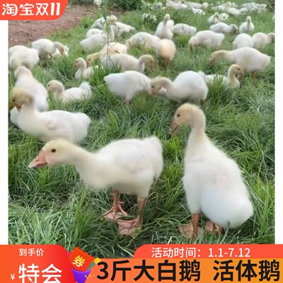 正宗五龙活体鹅三花2斤大种皖西白鹅包邮大三花鹅3斤四季蛋鹅