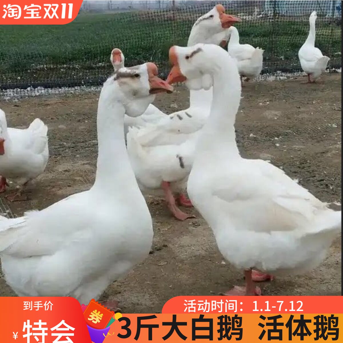 2斤大种白鹅苗3斤正宗产蛋鹅苗四季鹅苗三花鹅苗五龙鹅苗二斤鹅